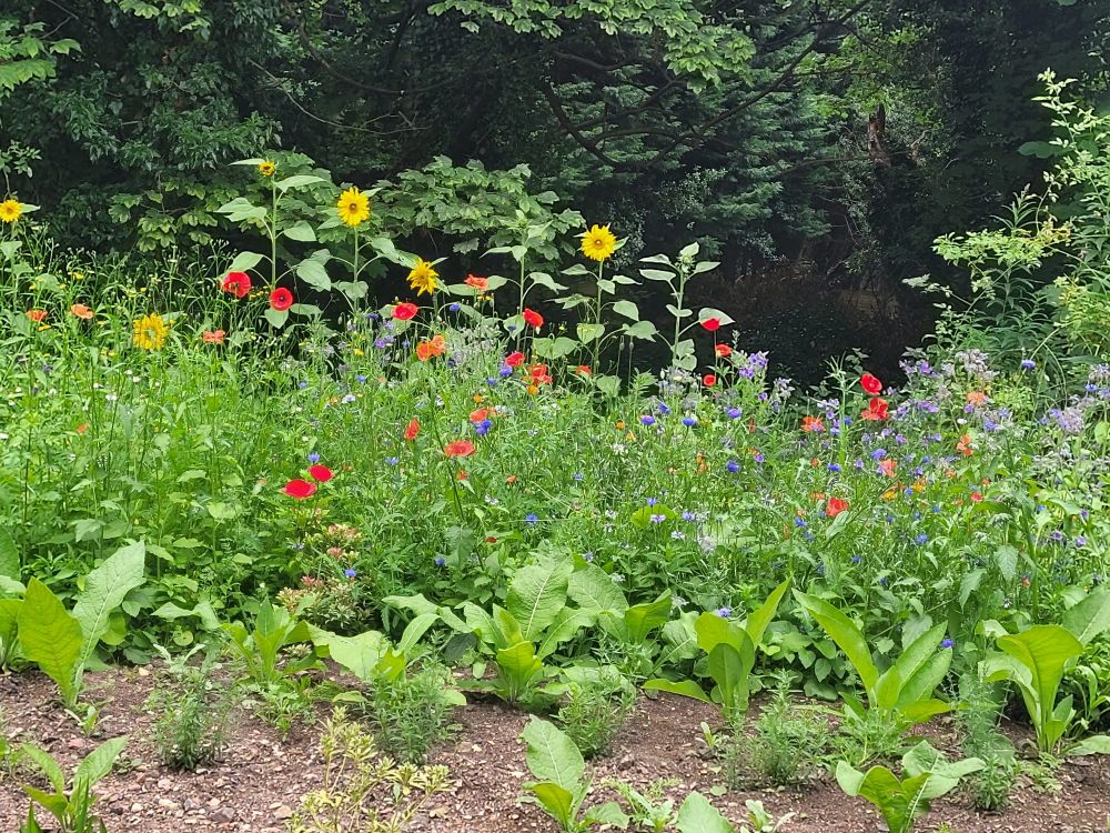A patch bursting wuth wild flowers including poppies and cornflower, with a row of sunflowers spectating from the back row, in front of community woodland. 
