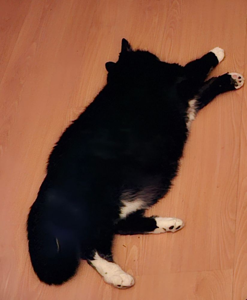 Dikke tuxedokat ligt languit op een bruine vloer, staart opgekruld. Ze wil brokjes. Nu. 