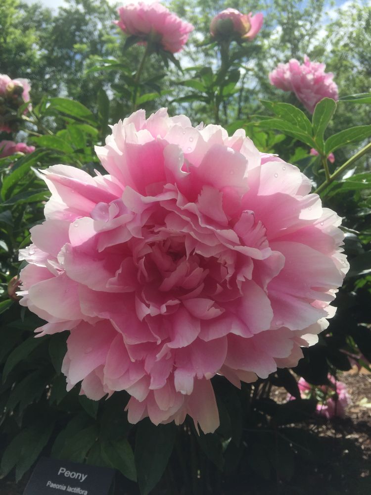 A pink peony is in full bloom.