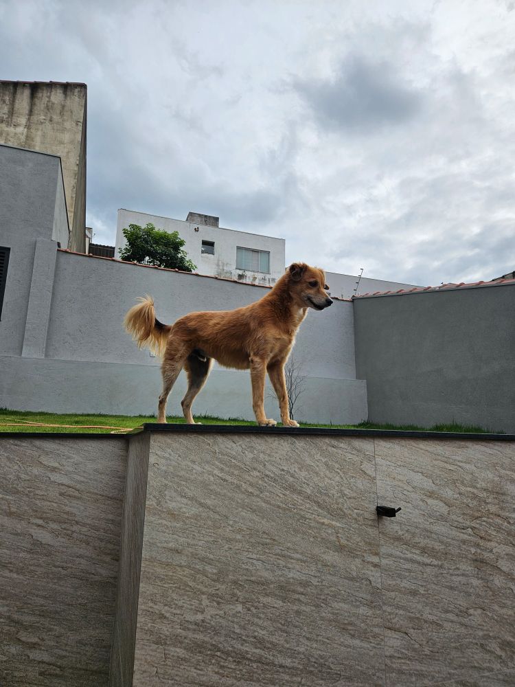 Vira-lata caramelo no topo de um arrimo