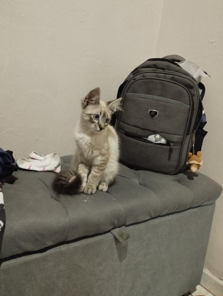 Gato sentado em cima de baú olhando de lado com uma mochila de fundo 