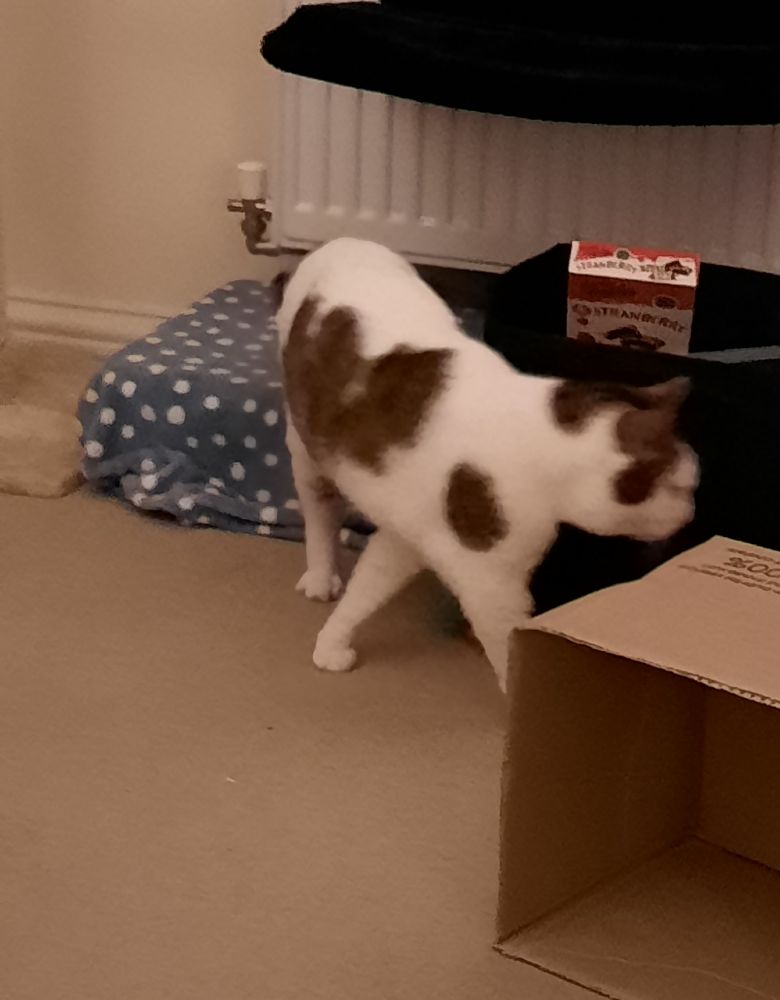 white and tabby cat prowling 