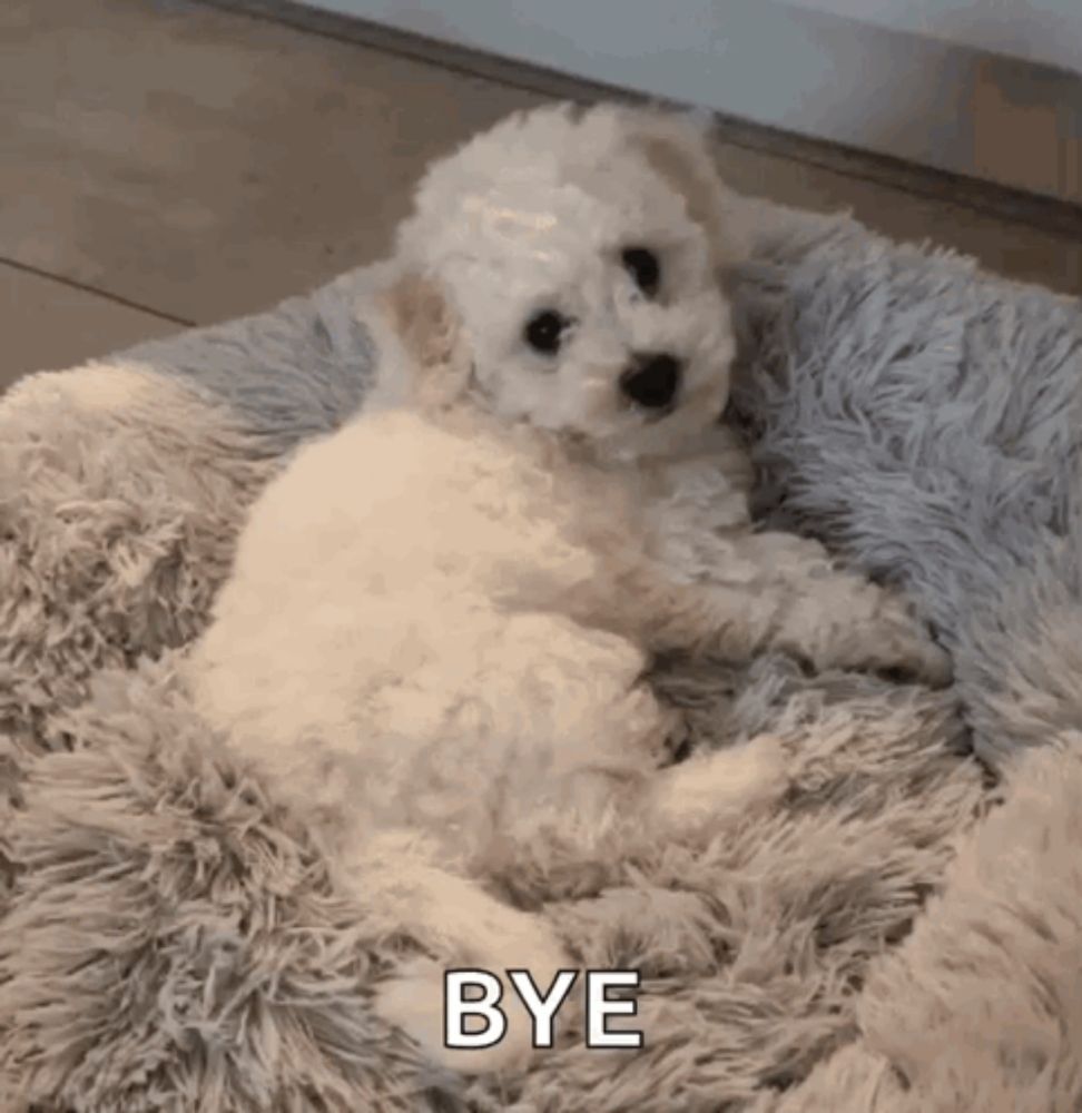 a small white puppy is laying on a fluffy blanket and says bye .