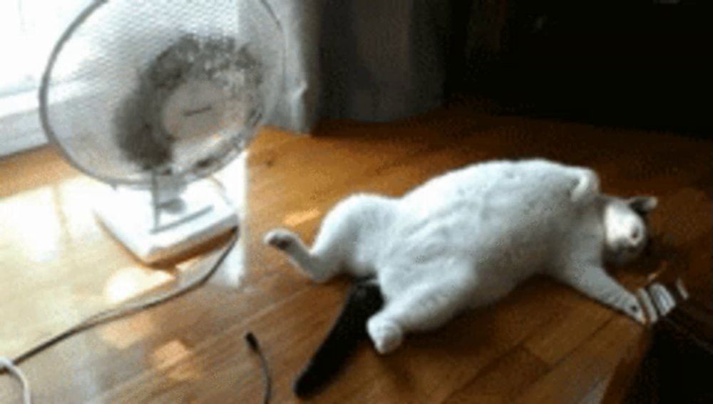 a white cat is laying on its back in front of a fan