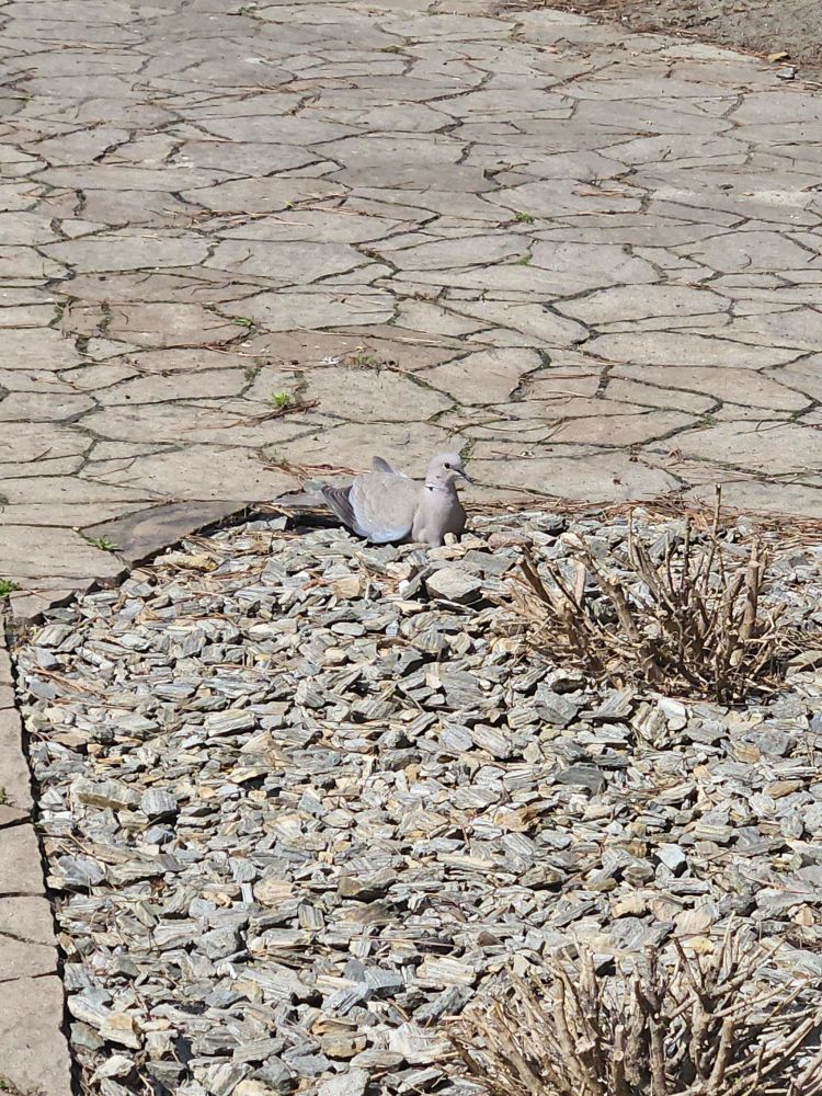Same bird on same rocks but from different angle