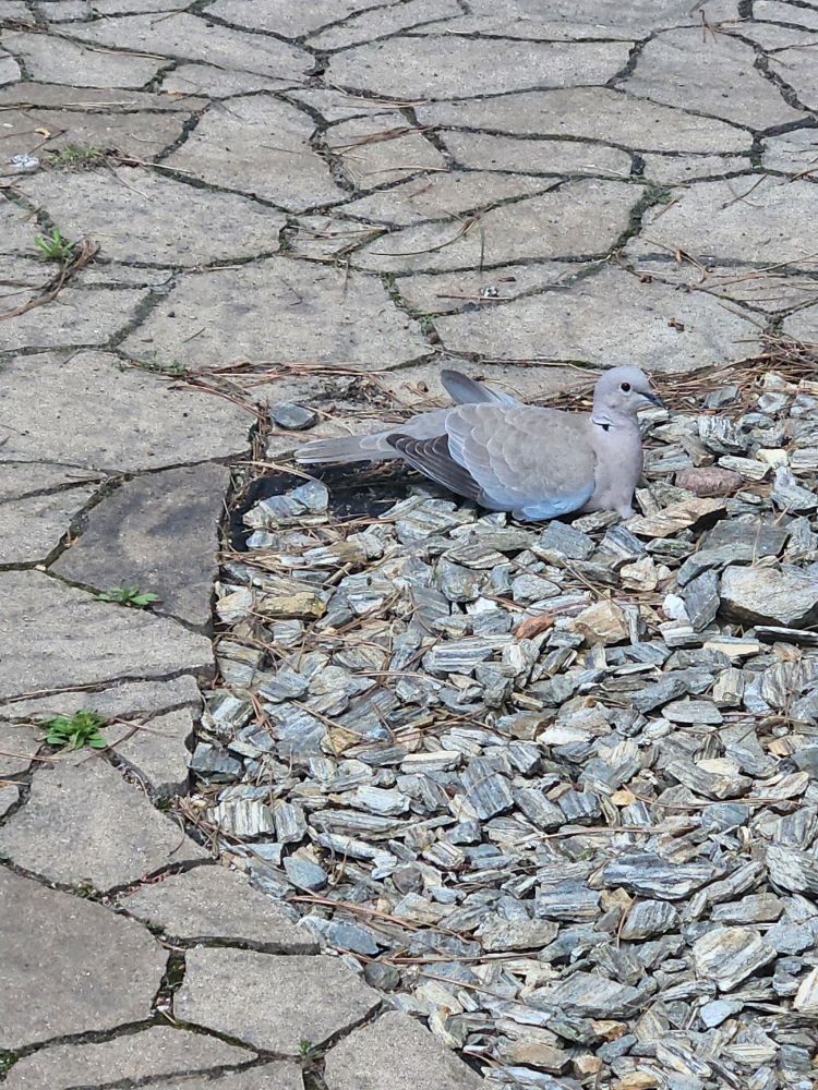 Picture of a bird that I think is Eurasian collared dove sitting on decorative rocks.