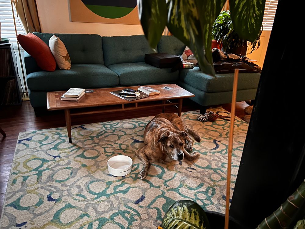 Brindled dog on loudly patterned carpet, looking longingly at the camera.