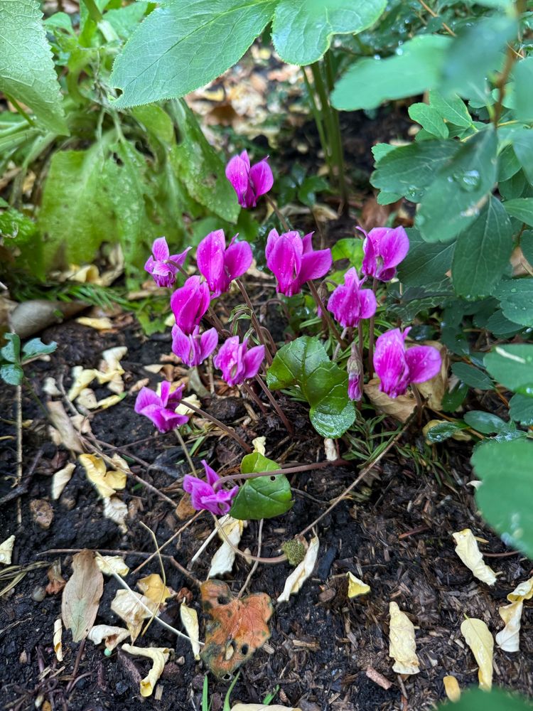 A cluster of tiny cyclamen in deepest pink. They are surrounded by dark brown soil and fallen leaves. 