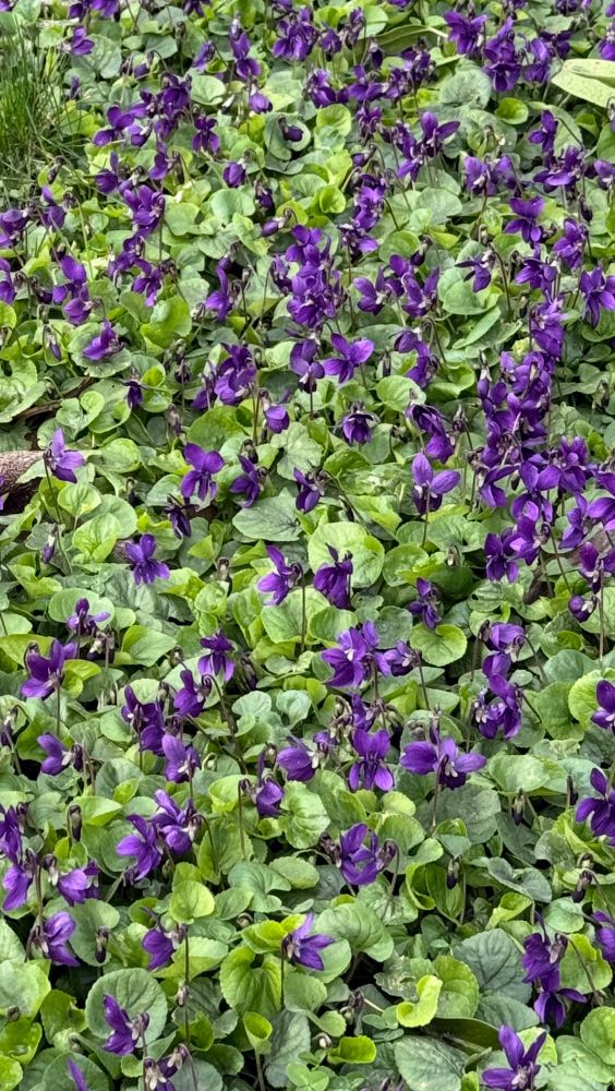 A close shot of a front lawn in north London. Speckled with hundreds of purple violets. 