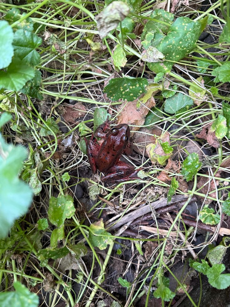 A red frog sitting on a bed of vine plants (it’s wild marshmallow).