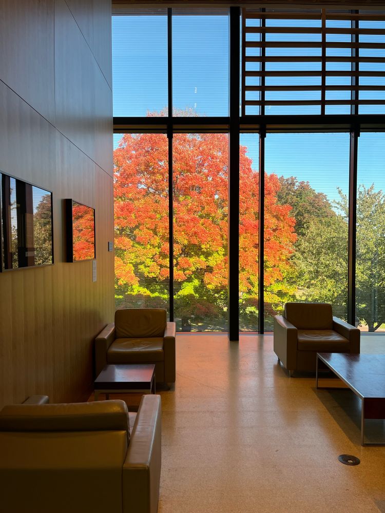 Tree with red and orange leaves seen through a window, past a midcentury modern seating area in a library
