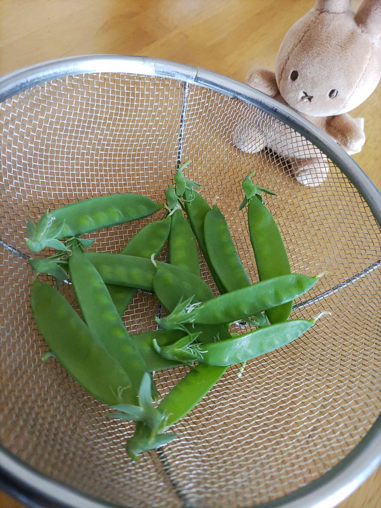 ざるに入ったきぬさやとウサギのぬいぐるみ