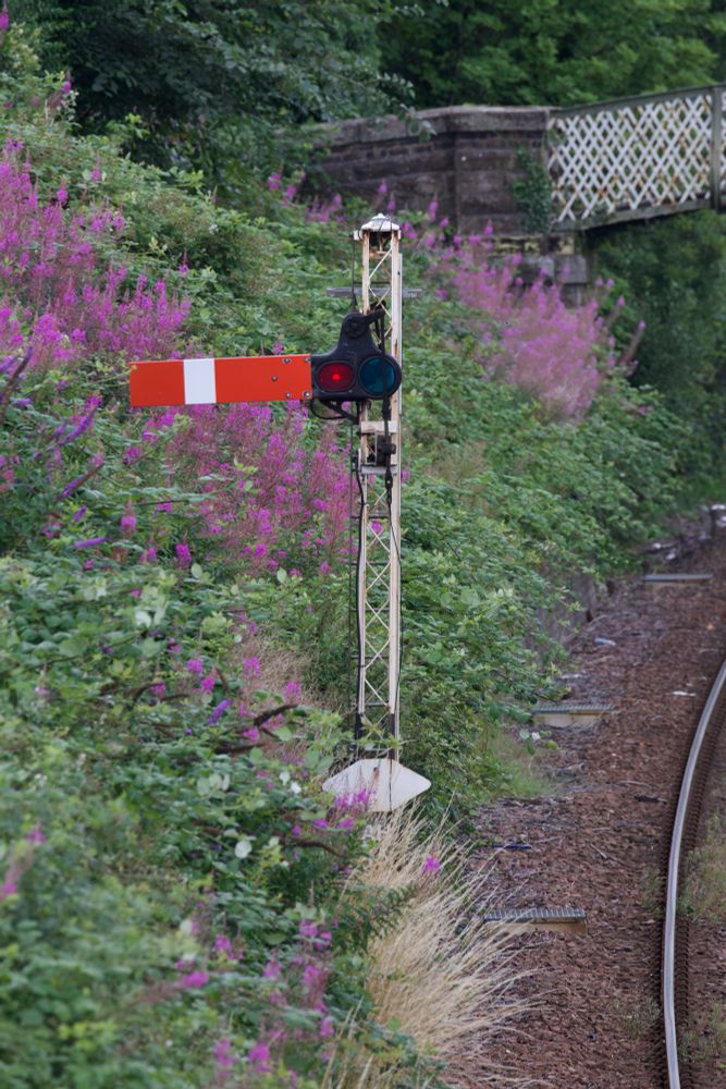 Semaphore signal AH45 (its label somewhat obscured by long grass) on a lattice post at Arbroath. On the embankment, the heather adds a touch of colour. In the background, part of an old footbridge can be seen.
