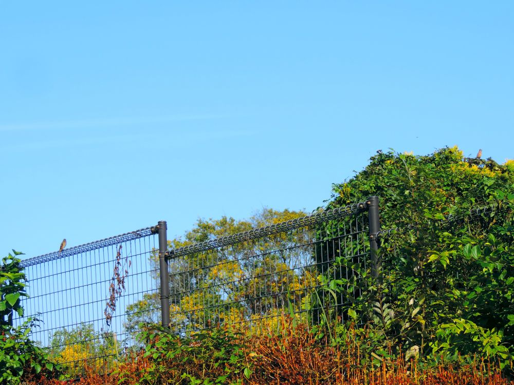 解りづらいかもしれませんが左端のフェンスにジョウビタキ♀、右端の植栽の上にカシラダカがいます