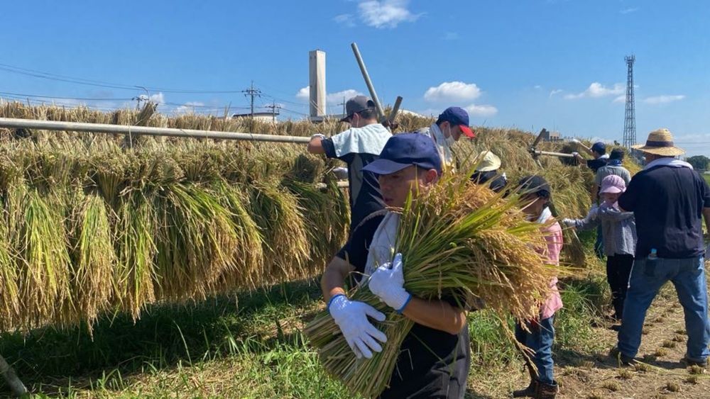 ベイカーズ米、収穫してます🌾 - くまの回覧板