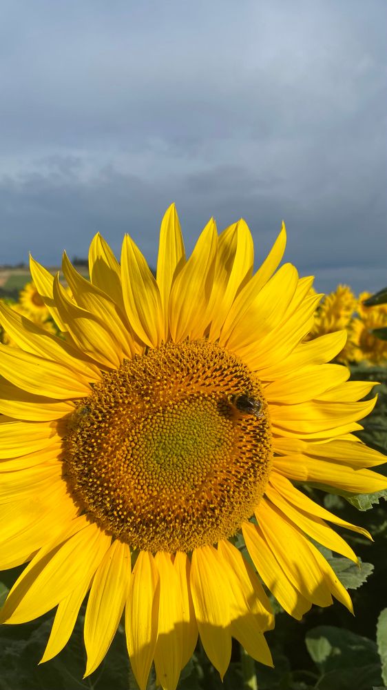 Sunflower in the morning light with a bumblebee on it