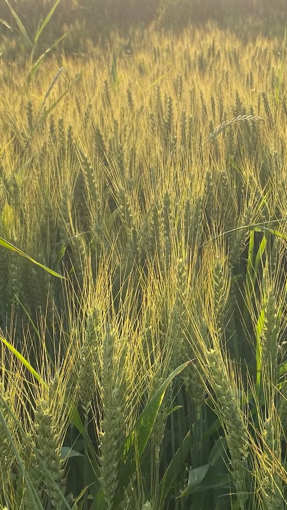 A section of a cornfield against the sundown, sun is outside the pic