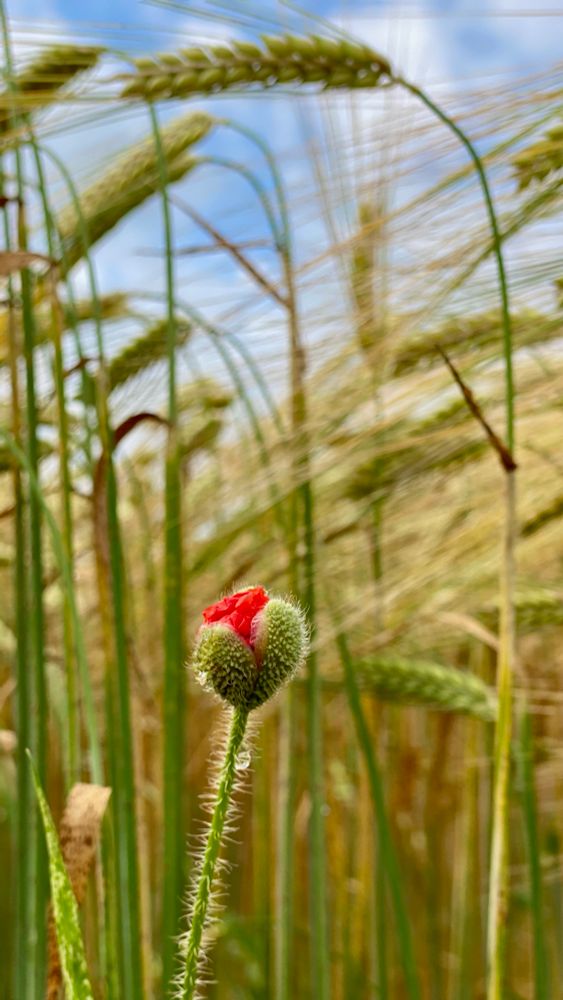 A corn poppy flower in front of a cornfield in the grow. 
