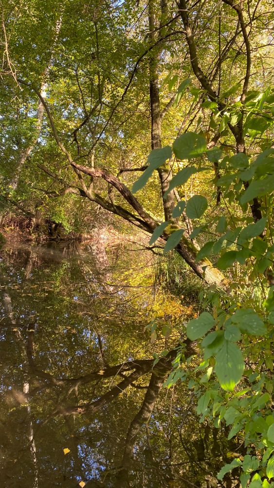 A photo shot in various green colours capturing the mirror-like reflection of trees and branches on still water.