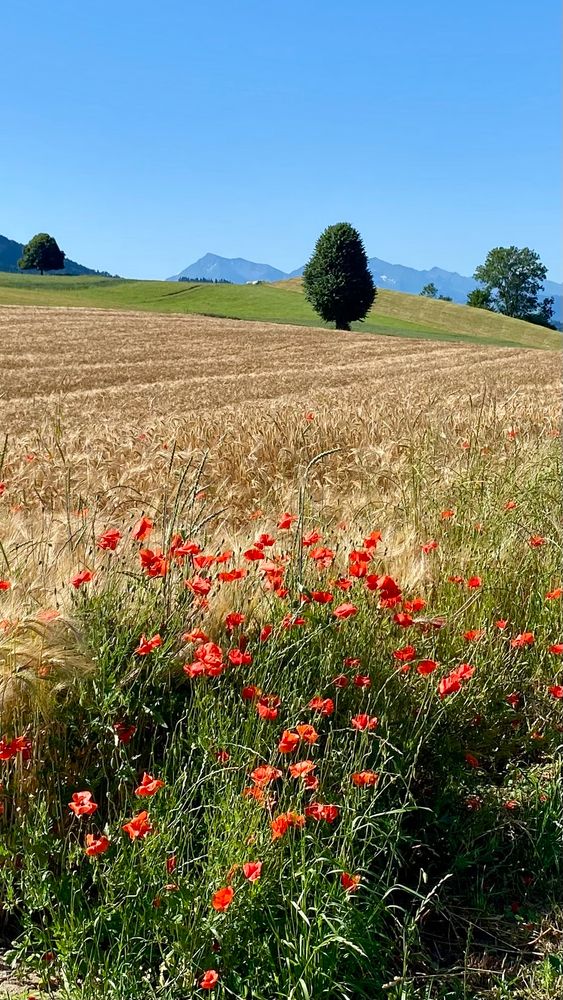Cornfield in the summer sun. Some trees and mountains in the background