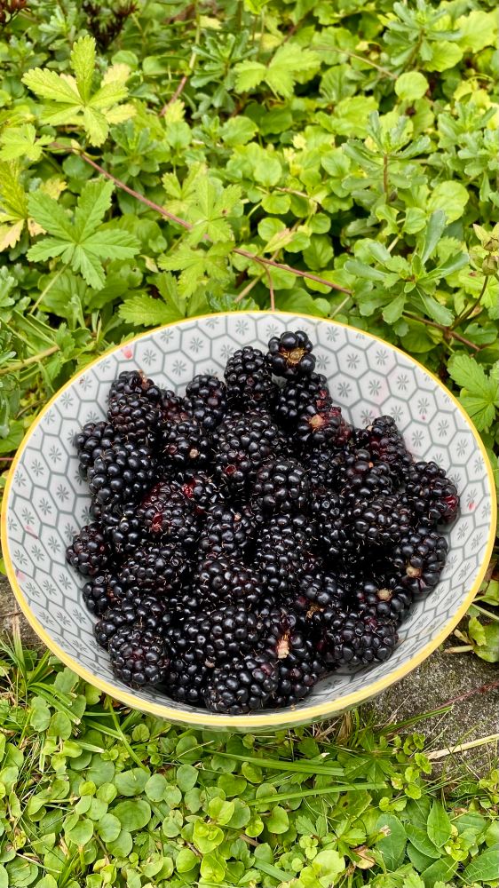 Bowl with fresh blackberries