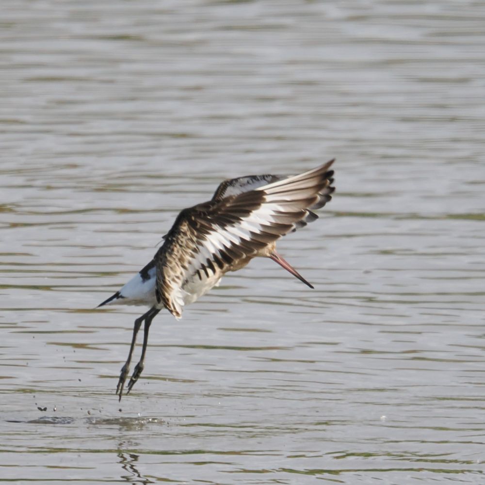 A Black-tailed Godwit (Limosa limosa), its long, straight bill prominent, takes flight from the surface of a pool.