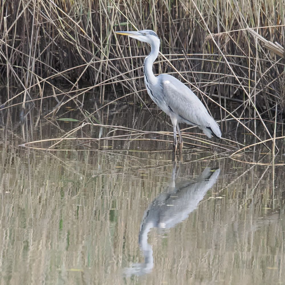 A heron stands in a still pool