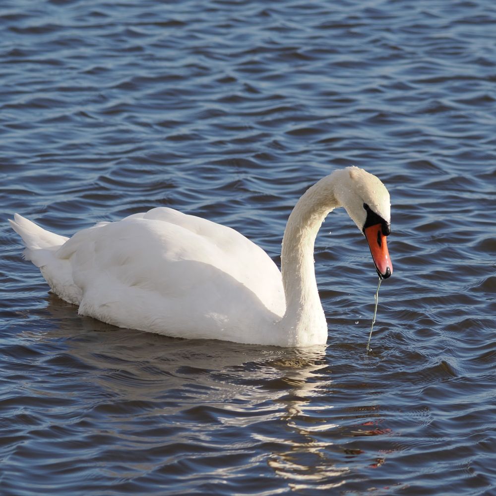A male mute swan swims left to right. Water drips from its bill as it has just been foraging below the water's surface.
