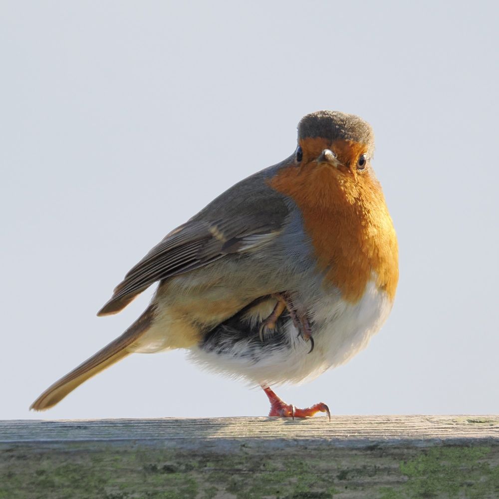 A robin with its foot in the air turns its head to look at the camera
