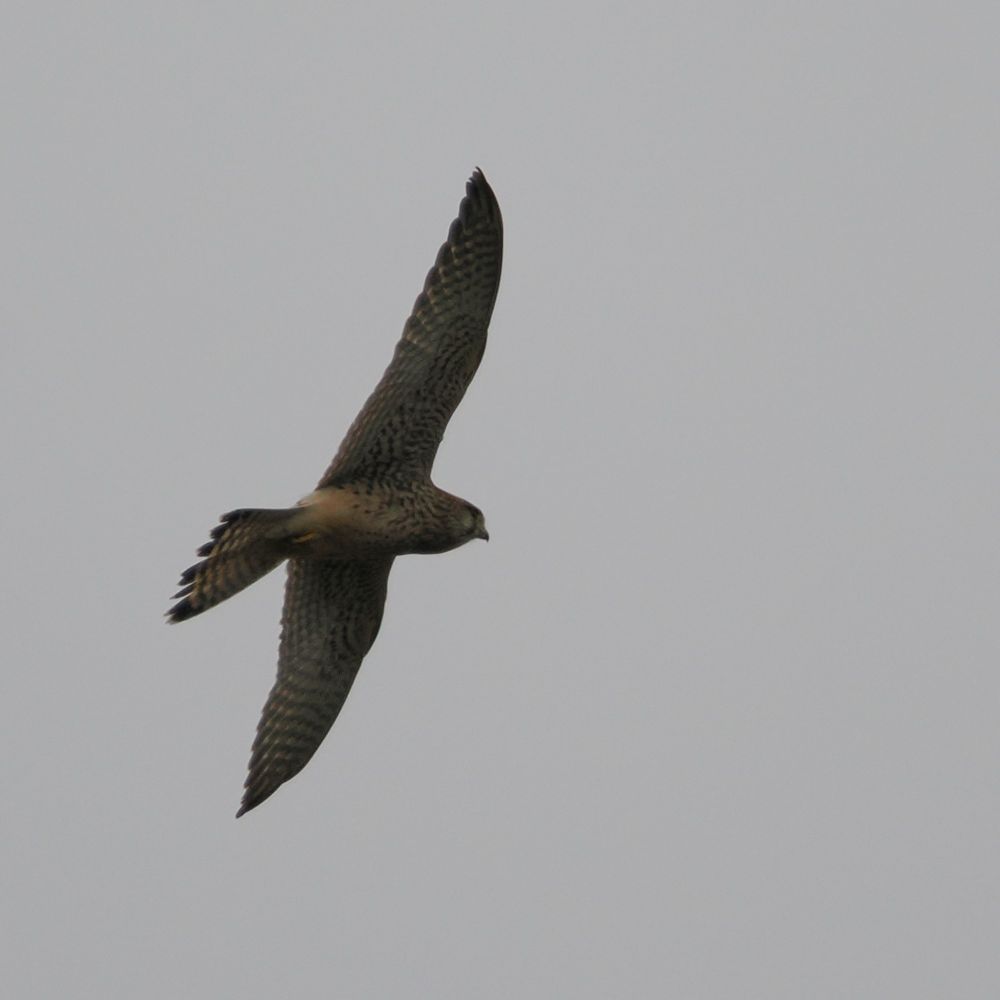 Western marsh harrier in flight