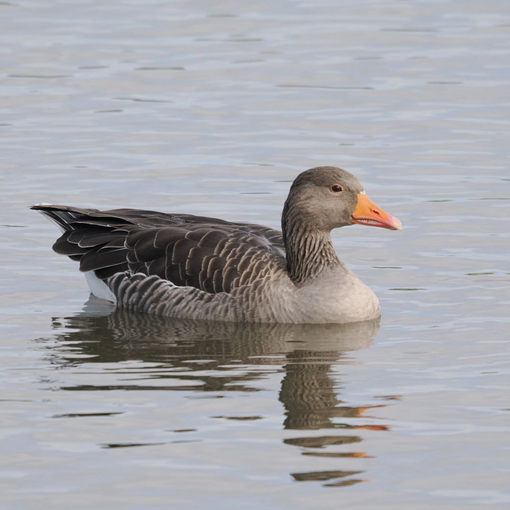 A greylag goose swims across the surface of water in a pool