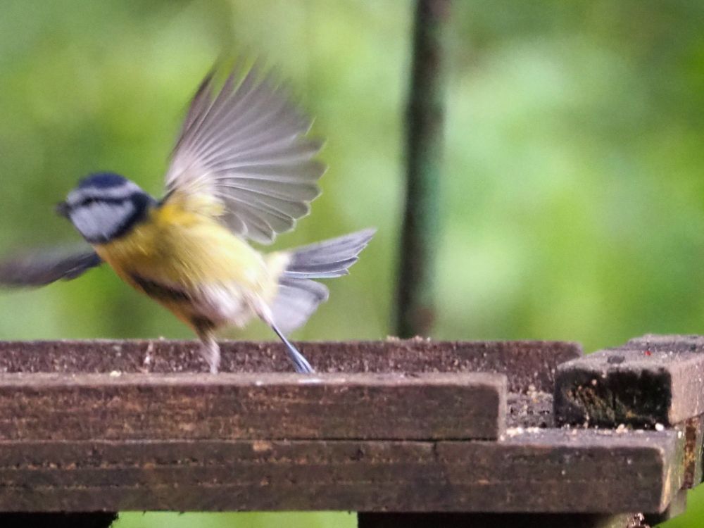 Bad photo of a great tit flying away.