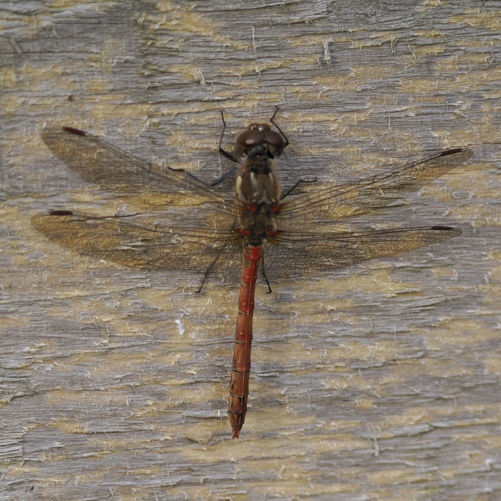 A common darter dragonfly - two pairs of wings and a reddish-brown abdomen