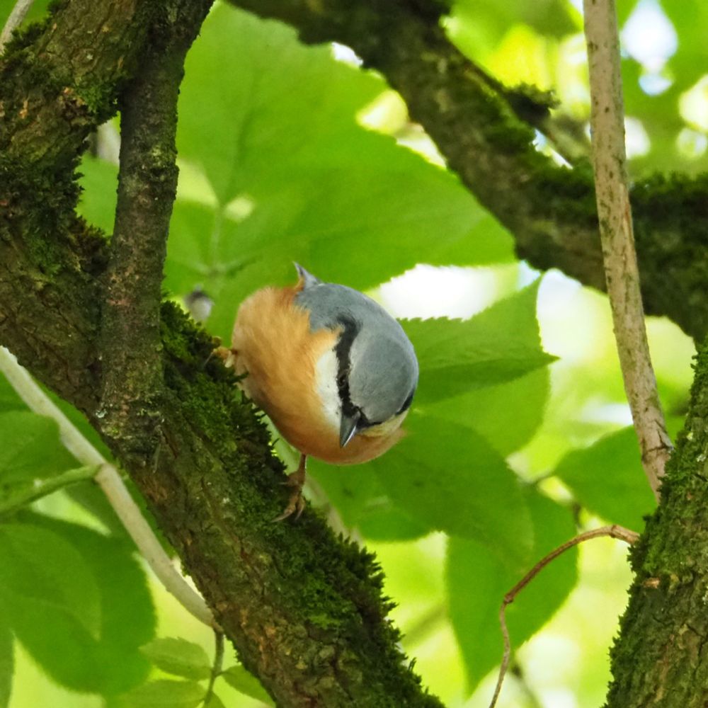 A nuthatch, roughly facing the viewer, on a steeply angled branch