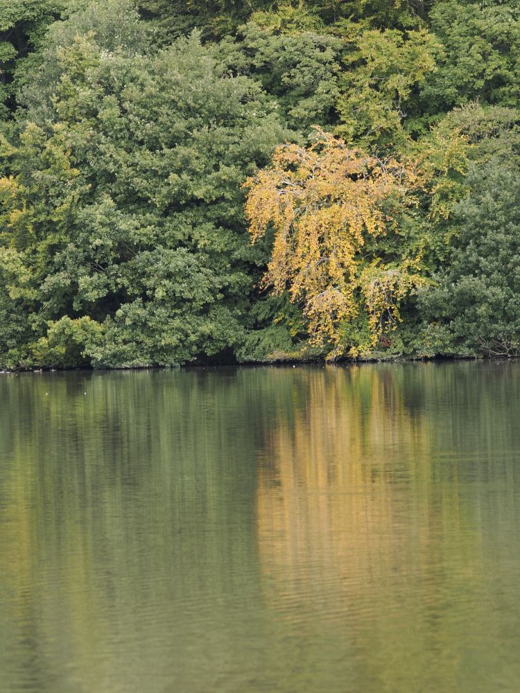 Trees reflected in water. The leaves of one are turning gold with the advent of autumn.
