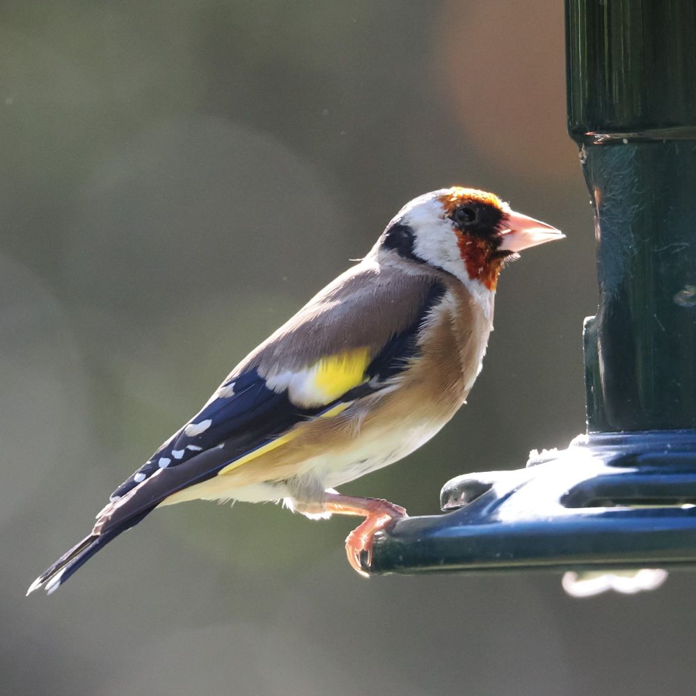 A goldfinch perches on the rim of a bird feeder