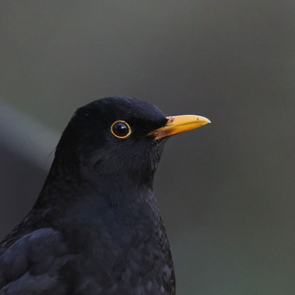 Close up portrait of a male blackbird