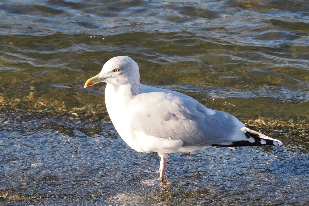 Herring gull in the margin of a cold lake.