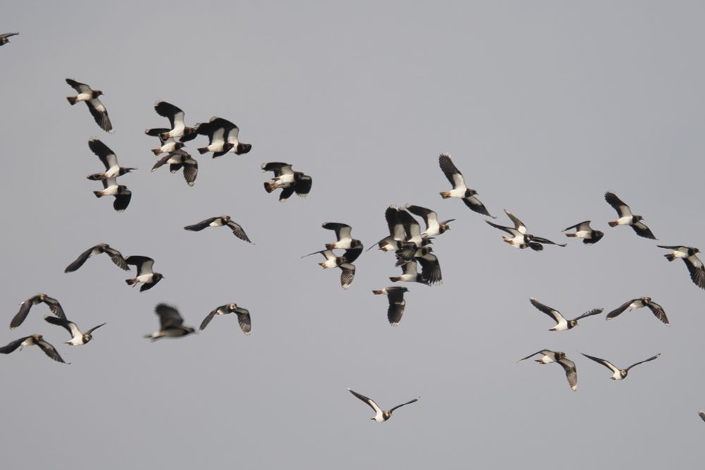 A flock of lapwings in flight