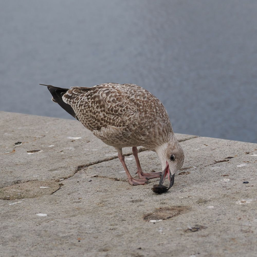 A juvenile gull trying to open a mussel.