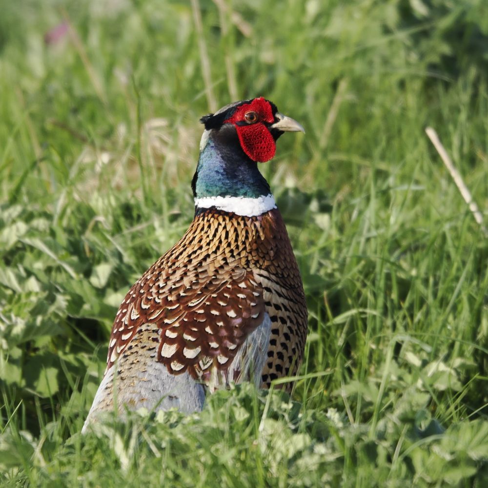 Male pheasant