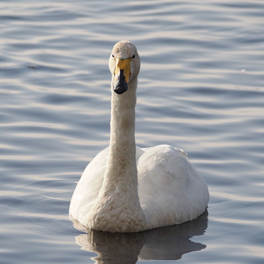 Male whooper swan