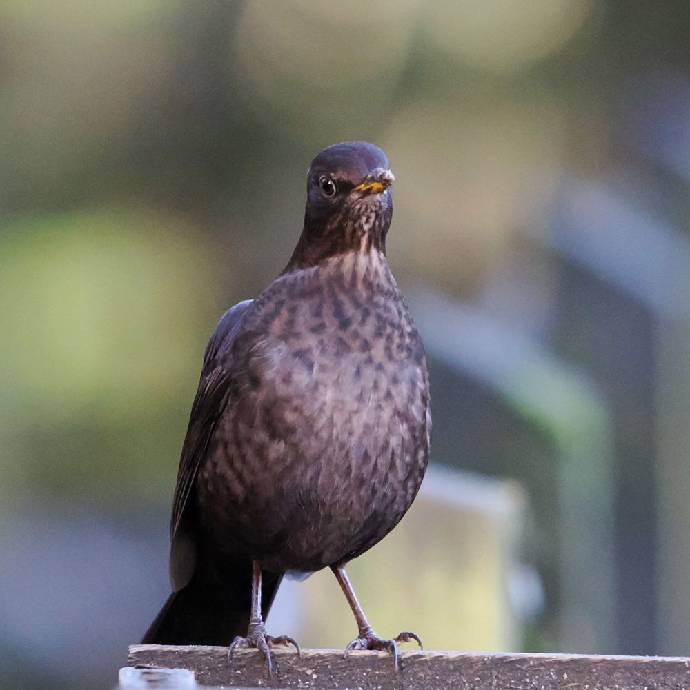 Female common blackbird