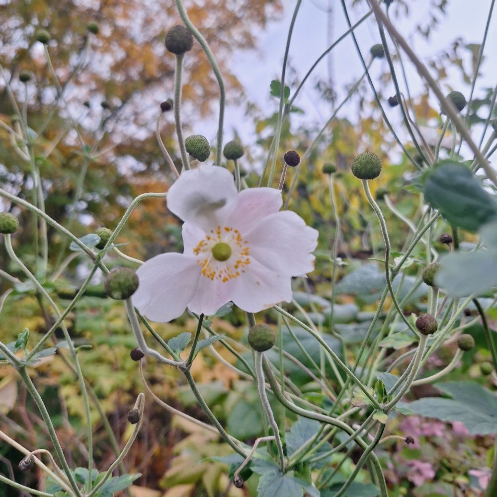 A pale pink blossom among wilting foliage