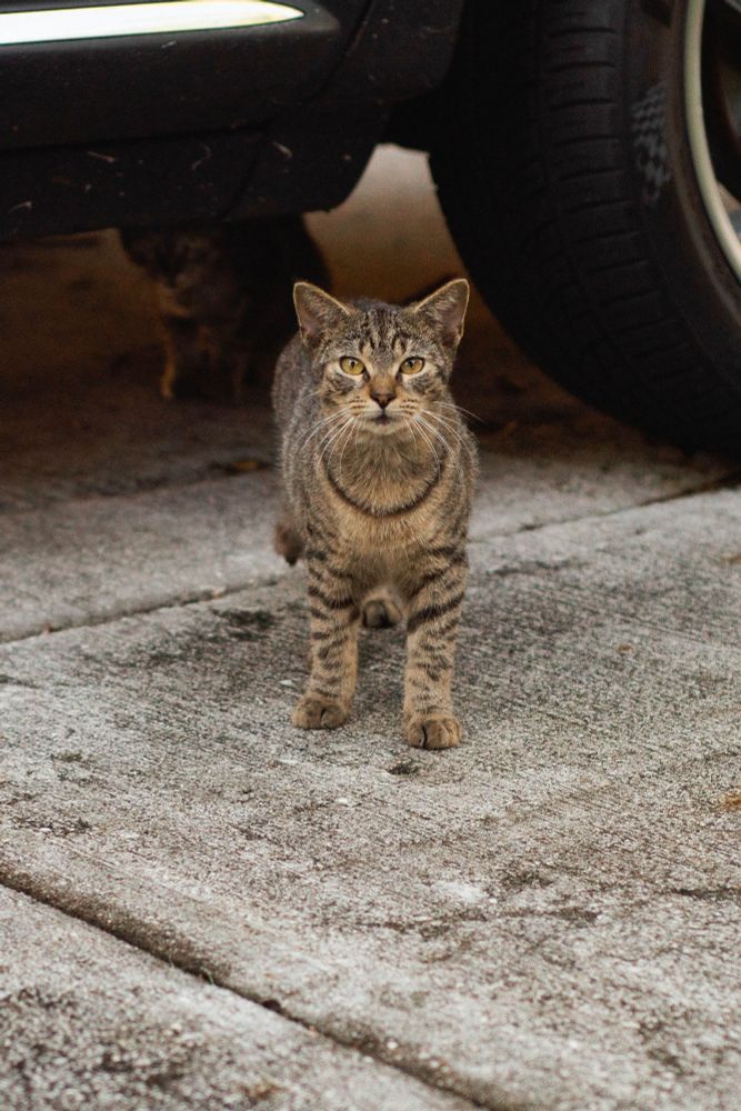 A curious kitten looks directly at my camera. another kitten hides underneath the car behind it.


Nikon D7500 
F-stop: 2.8
Exposure: 1/2000 sec
ISO: 100