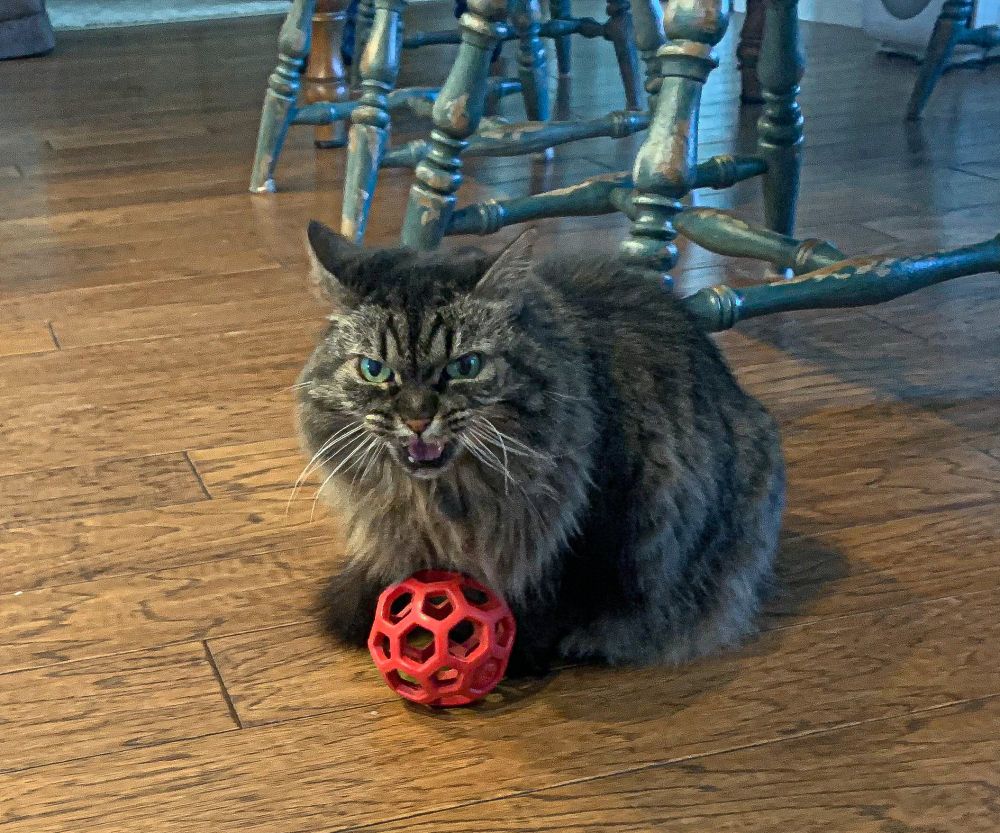 Small gray cat with ball. 