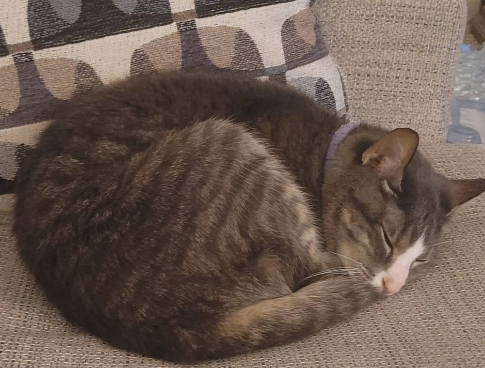 Miss Spydercat - a Normal innocent gray and white kitty cat 