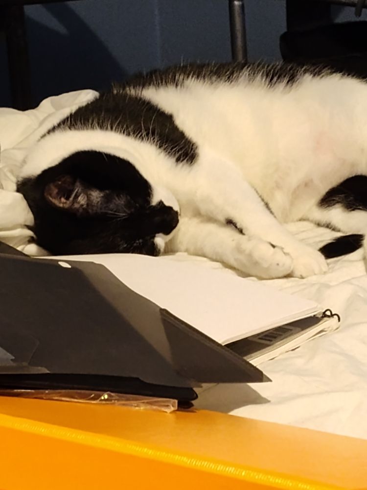 A black and white cat asleep on a white comforter. In front of her are several binders and notebooks that I have been organizing for work.