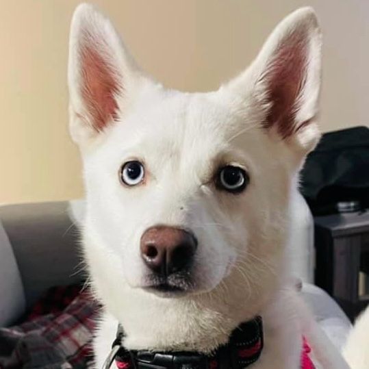my small white pomsky with blue eyes 