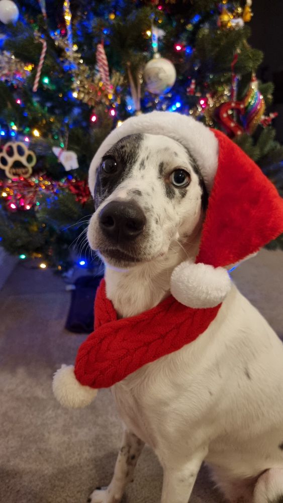 An innocent looking dog wearing a christmas hat and scarf whilst sat in front of a christmas tree. 